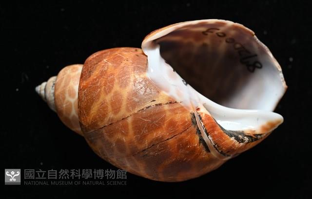窄縫鳳螺藏品圖，第2張