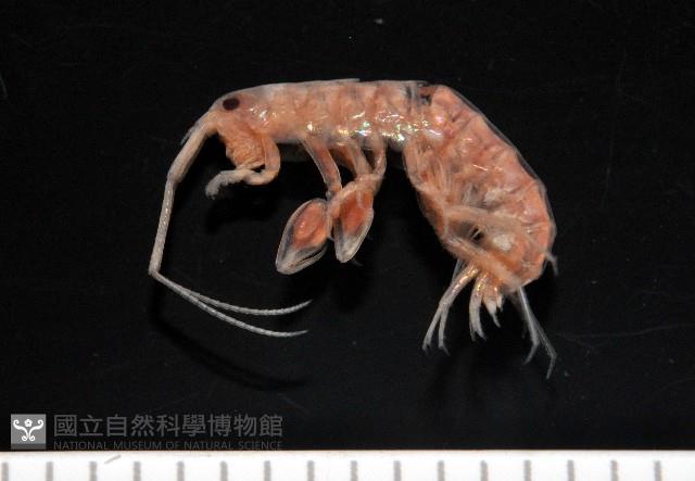 陸生端腳類藏品圖，第2張