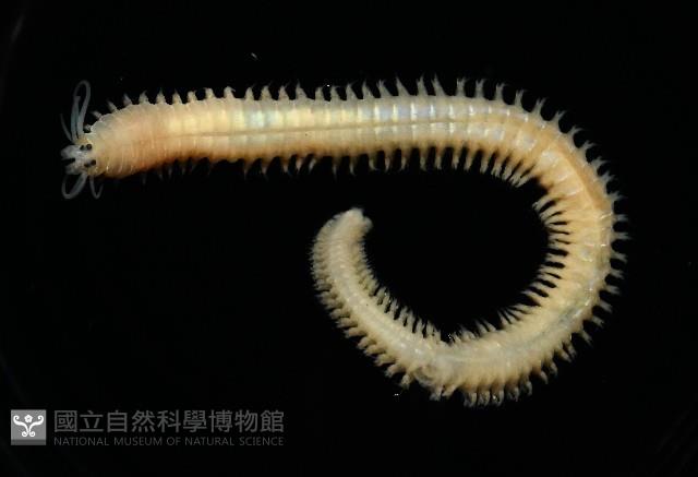 基翬闊沙蠶藏品圖，第2張