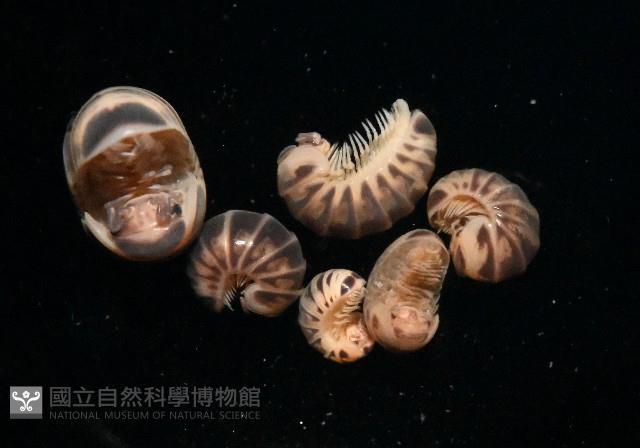 條紋木球馬陸藏品圖，第2張