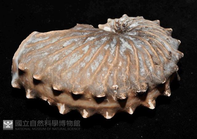 闊船蛸藏品圖，第2張