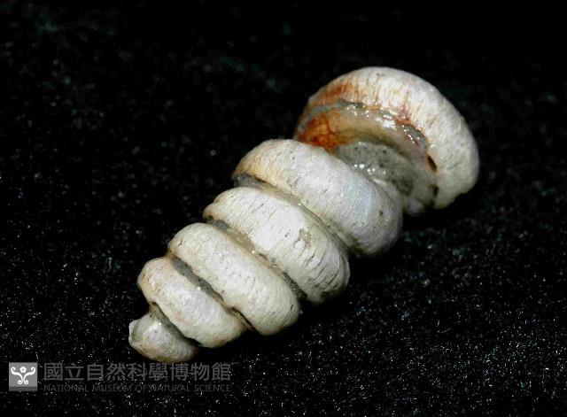 蚯蚓螺藏品圖，第2張