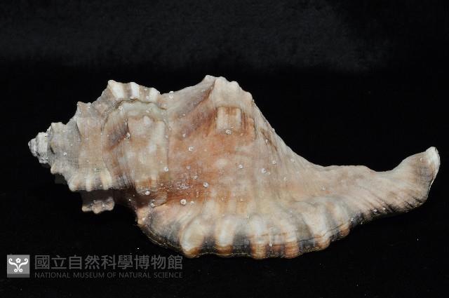 象鼻法螺藏品圖，第2張