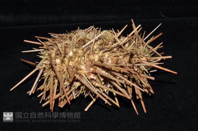海刺蝟藏品圖，第2張