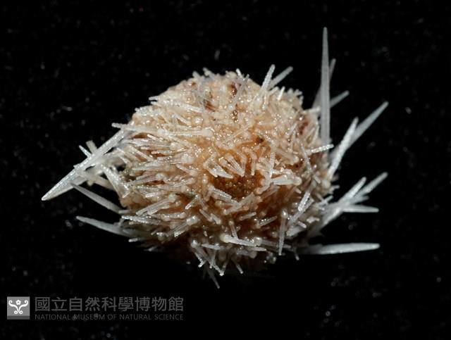 福氏鋸海膽藏品圖，第2張