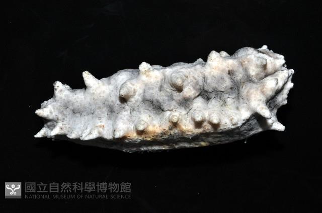 方柱翼手參藏品圖，第2張