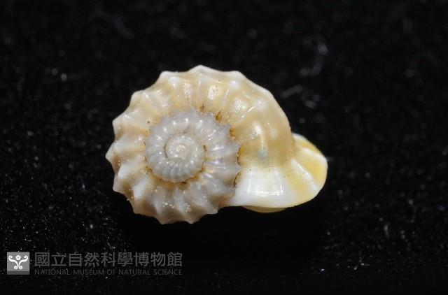 鋼石花冠螺藏品圖，第2張