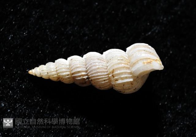精靈海螄螺藏品圖，第2張