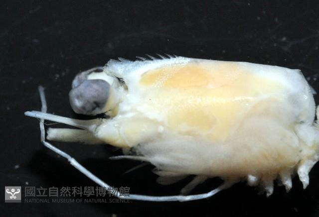 纖小麗額蝦藏品圖，第2張