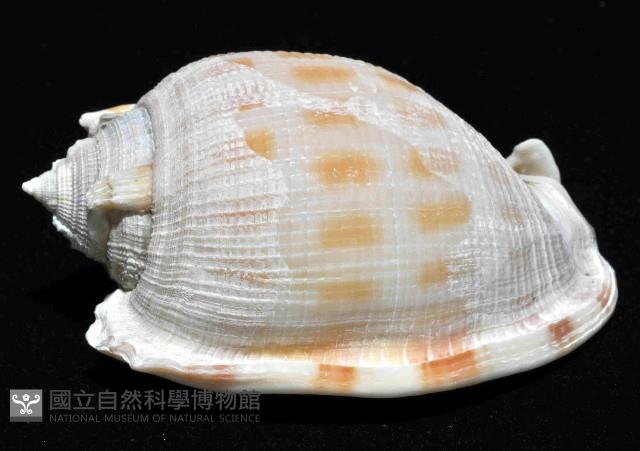 布紋鬘螺藏品圖，第2張