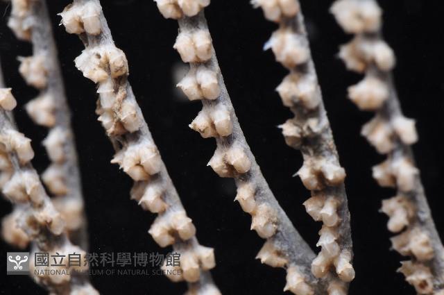 未知種深海原軟珊瑚藏品圖，第2張