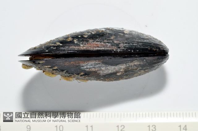 臺灣深海殼菜蛤藏品圖，第2張