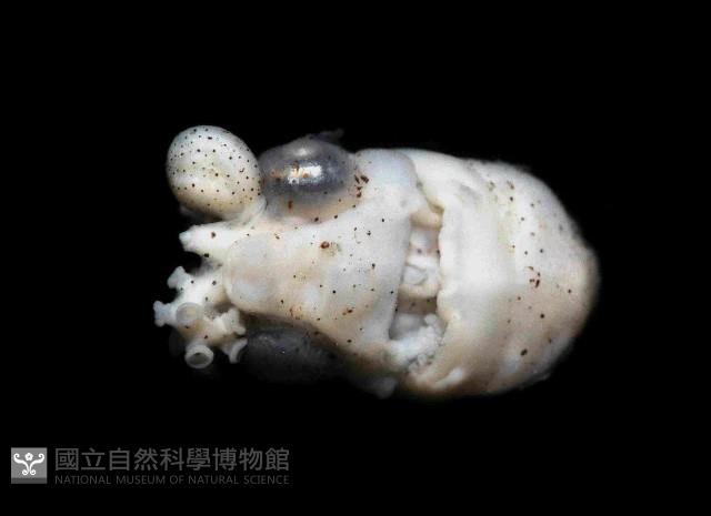 扁船蛸藏品圖，第2張