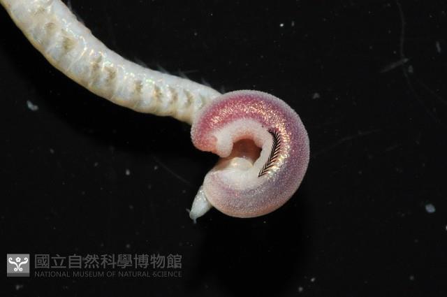未知種角吻沙蠶藏品圖，第2張