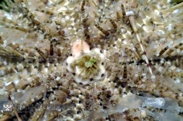 細雕刻肋海膽藏品圖，第2張