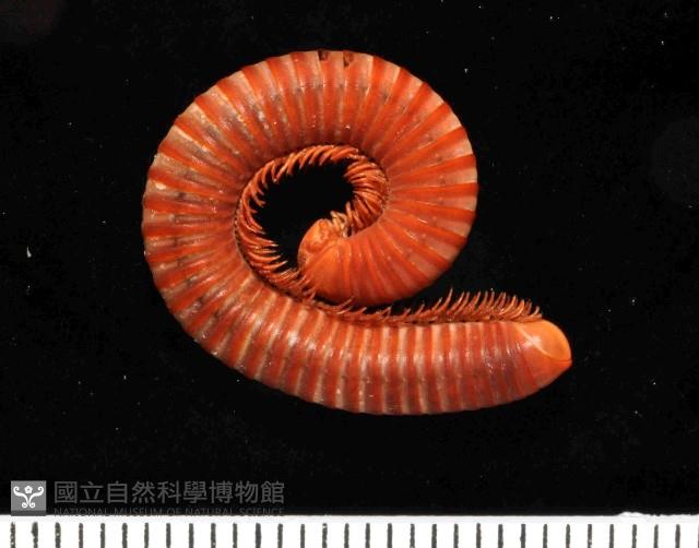 磚紅厚甲馬陸藏品圖，第2張