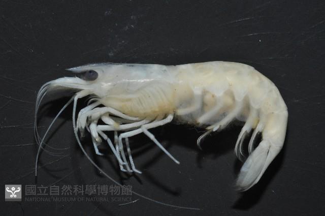 凱達格蘭新米蝦藏品圖，第2張