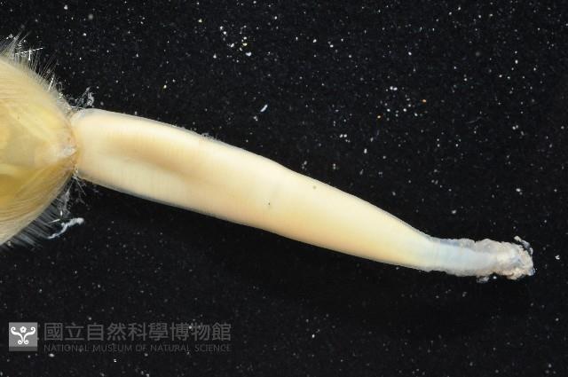 亞氏海豆芽藏品圖，第2張