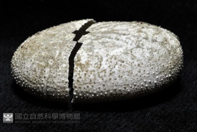 平壺海膽藏品圖，第2張