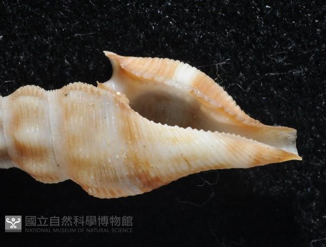 奧利佛捲管芋螺藏品圖，第2張