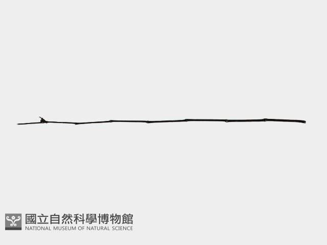 籐球藏品圖，第3張