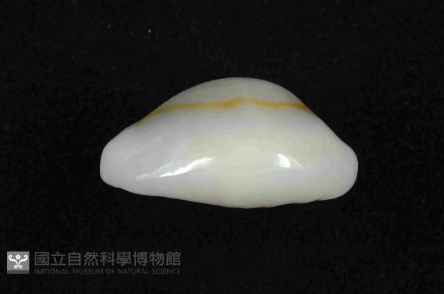 金環寶螺藏品圖，第2張