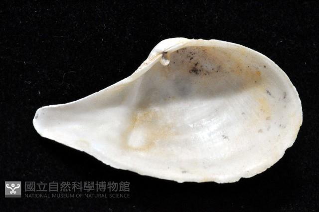 登錄號:004401-00123藏品圖，第2張