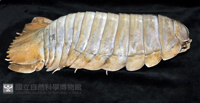 詹姆士巨深水虱藏品圖，第2張
