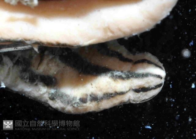 五線無溝紐蟲藏品圖，第2張