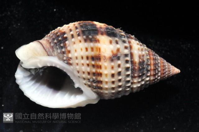 尖頭織紋螺藏品圖，第2張