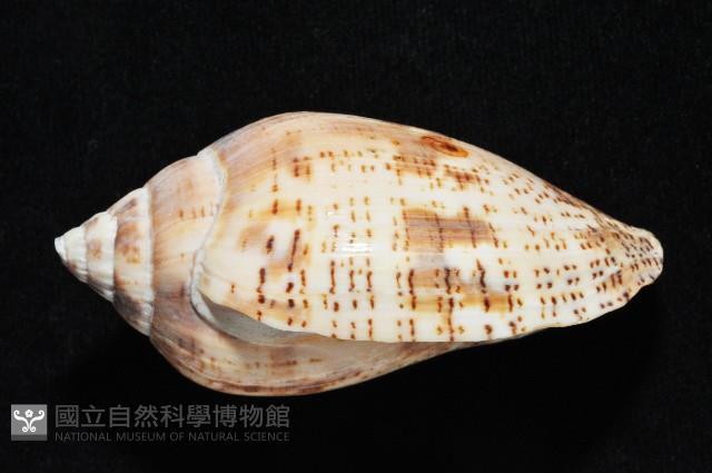 棕線渦螺藏品圖，第2張