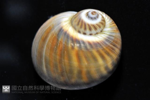 小灰玉螺藏品圖，第2張