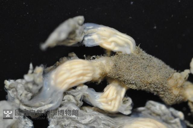 未知種海鞘藏品圖，第2張
