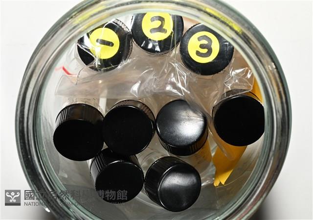 石梯坪聯蟲藏品圖，第2張