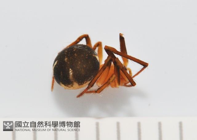 新種姬蜘藏品圖，第2張