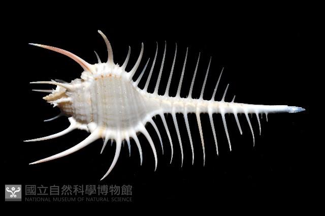 維納斯骨螺藏品圖，第2張