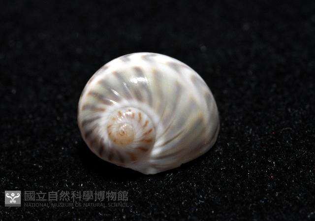 小灰玉螺藏品圖，第2張