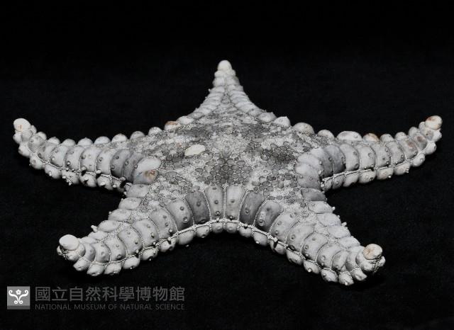 玉緣棘角海星(紫氏麗海星)藏品圖，第2張