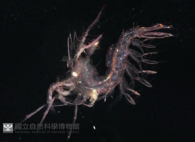 毛毛蝦藏品圖，第2張