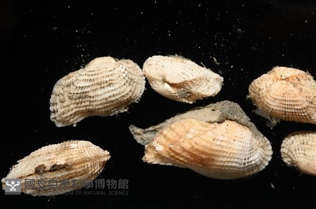 未知種魁蛤藏品圖，第2張