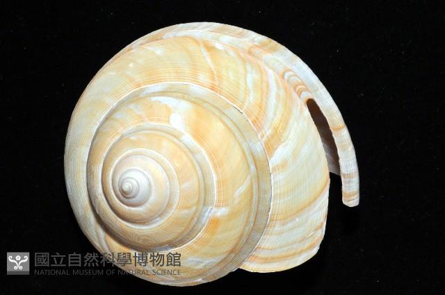 寺町翁戎螺藏品圖，第2張