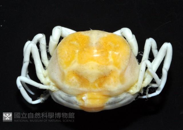 中華蚶豆蟹藏品圖，第2張