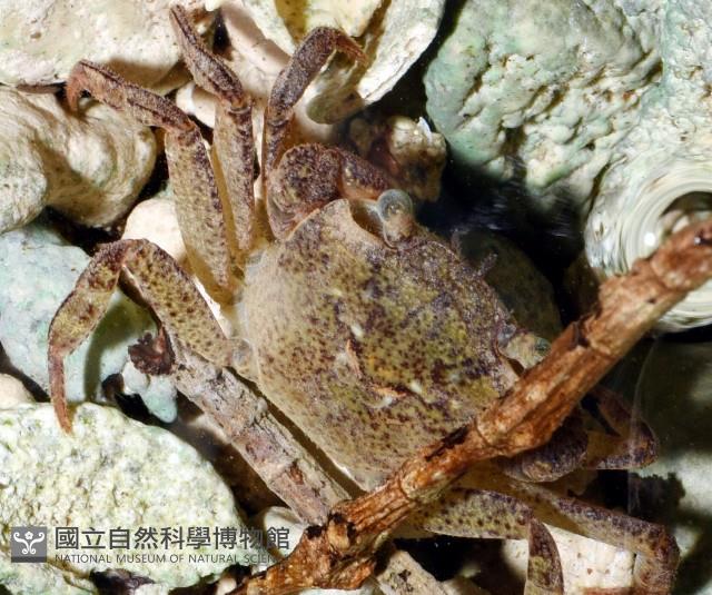 拉氏明溪蟹藏品圖，第2張