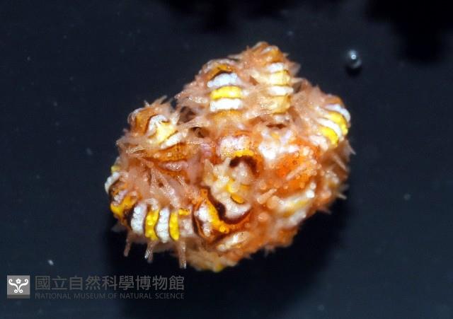 錦疣蛇尾藏品圖，第2張