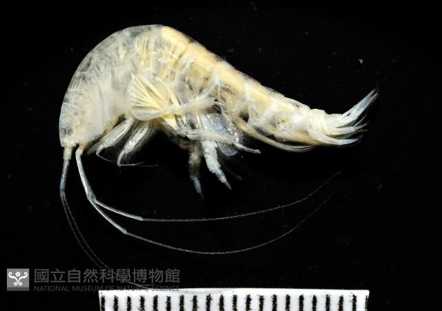 未知種端足類藏品圖，第2張