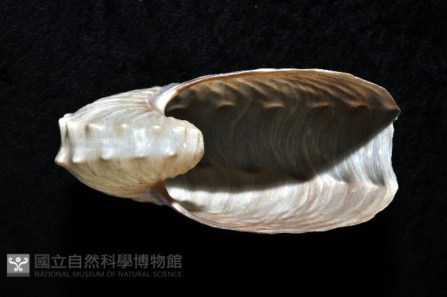 闊船蛸藏品圖，第2張