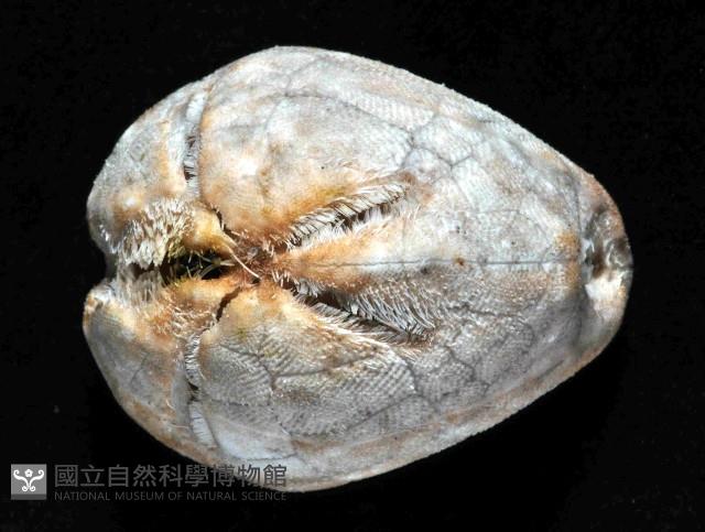 命運神海膽藏品圖，第2張