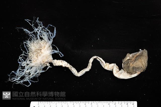 盔形水母之一種藏品圖，第2張