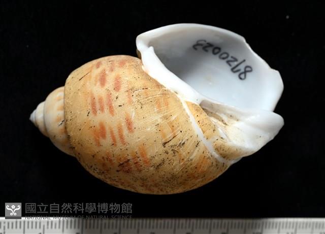 彩繪型深溝鳳螺藏品圖，第2張