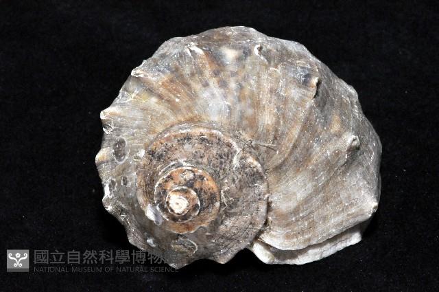 紅皺岩螺藏品圖，第2張